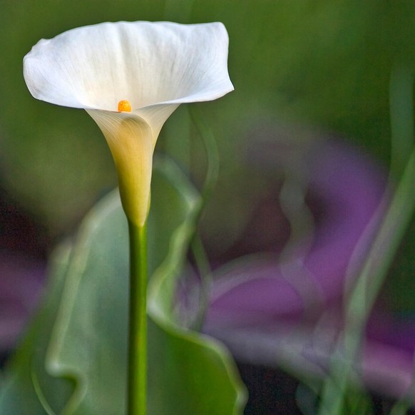 Calle

https://pixabay.com/de/zantedeschia-aethiopica-calla-arum-2117041/