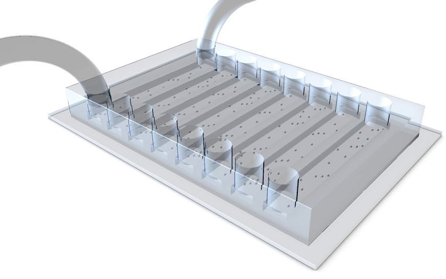 Versuchsanordnung mit den Bakterien Caulobacter crescentus in mikrofabrizierten Kammern. Jede Kammer besteht aus 8 Kanälen, und in jedem Kanal wächst eine Bakterienpopulation.