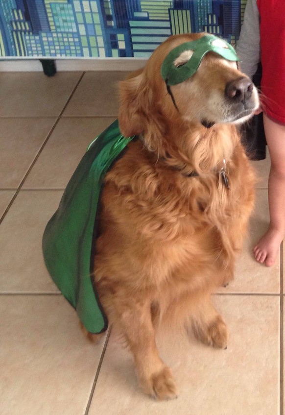 Hund mit Cape.
https://imgur.com/gallery/rbRJWS7