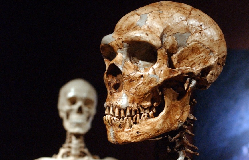 Neandertaler-Schädel (vorn) und Schädel eines modernen Menschen: Der robuste Vetter starb aus.