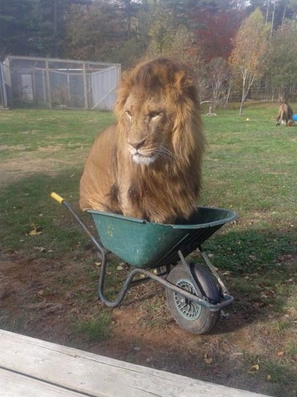 Löwe in Schubkarre.
Cute News
http://imgur.com/gallery/aN7Br