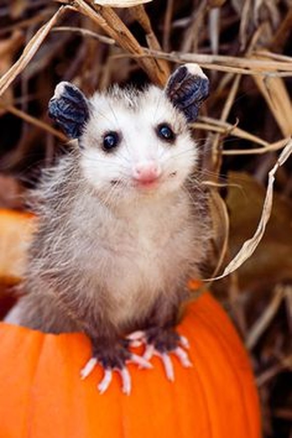 Opossum
Cute News
http://imgur.com/gallery/aCQF9