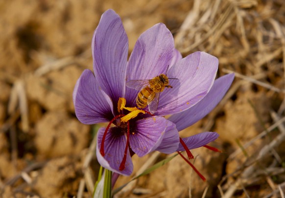 A bee rests on a saffron flower at a farm in Pampore, south of Srinagar, Indian controlled Kashmir, Sunday, Nov. 1, 2015. Huge quantities of these flowers are used to produce saffron, an aromatic herb ...