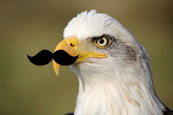 Adler mit Schnurrbart