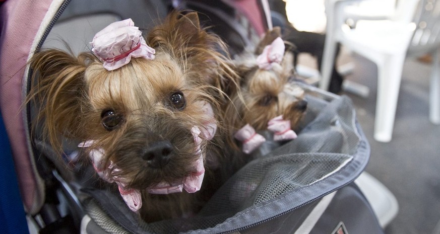 Kleine Hunde warten in einem Kinderwagen am Sonntag, 17. Mai 2009, an der Haustiermesse Animalia auf dem OLMA Gelaende in St. Gallen. (KEYSTONE/Ennio Leanza)