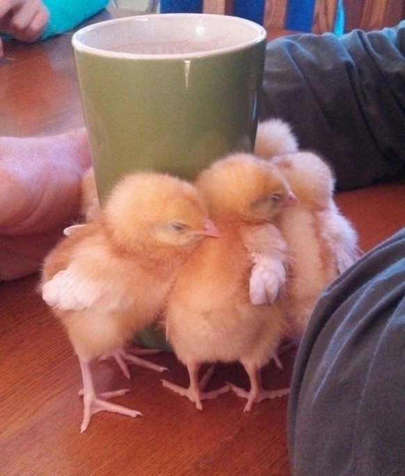 Warmer Kaffee Küken
Cute News
http://imgur.com/gallery/9K1fc