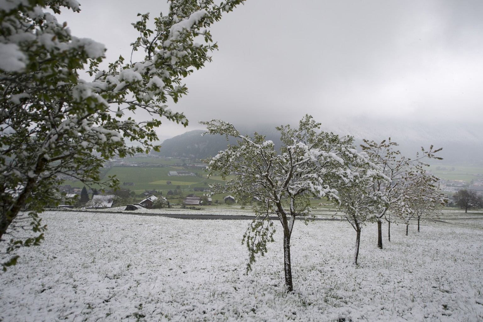 Snow-covered trees are pictured in Stans, canton of Nidwalden, Switzerland, on Wednesday, April 19, 2017. Fresh snow has fallen down to the flatland. (Urs Flueeler/Keystone via AP)