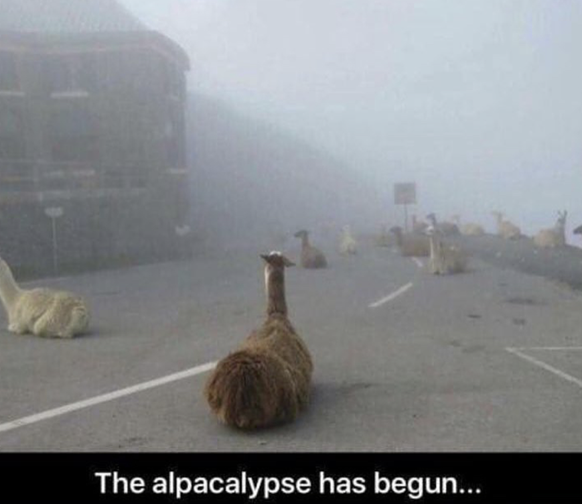 Lama-Apokalypse
Cute News
http://i.imgur.com/9IpBLYc.png
