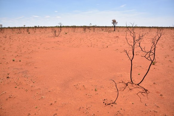 Geburt eines Feenkreises: Nach einem Buschbrand, der die Vegetation vernichtet hatte, sprießen erste Gräser in der australischen Savanne – und bereits in diesem Stadium ist der Feenkreis zu erkennen.