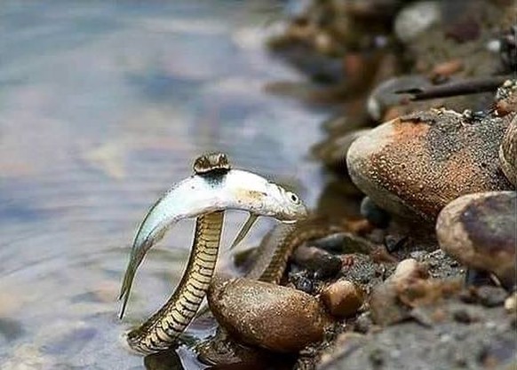 Schlange rettet Fisch

http://imgur.com/gallery/Xdi31wt