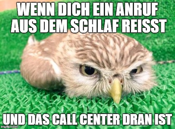 Grumpy Owl Meme 
Cute News