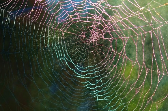 Spinnennetz im Regen