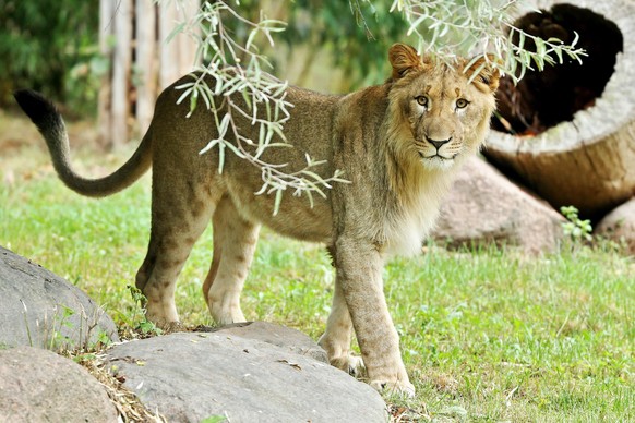 epa05548829 Male lion Majo explores its enclosure in the zoo of Leipzig, Germany, 20 September 2016. The new lions were presented to the public. EPA/JAN WOITAS