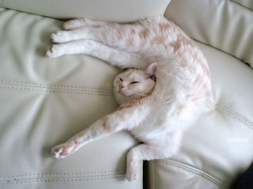 25 Katzen, die schlafen - watson