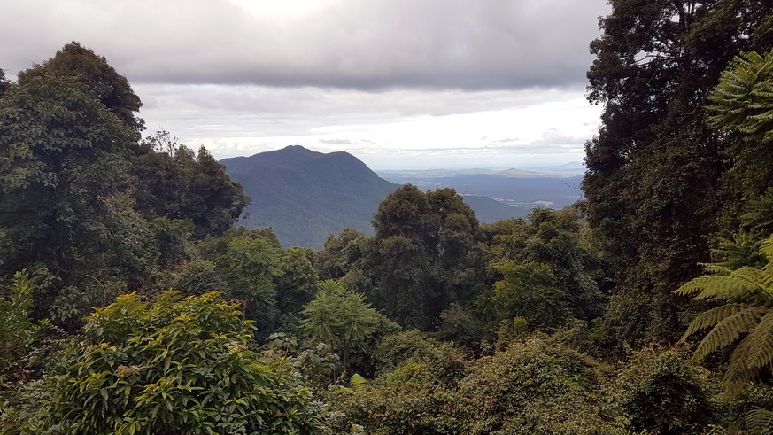 Unterwegs nach Coffs Harbour lohnt sich der Abstecher in den Regenwald des Dorrigo National Park mit dieser Aussicht.