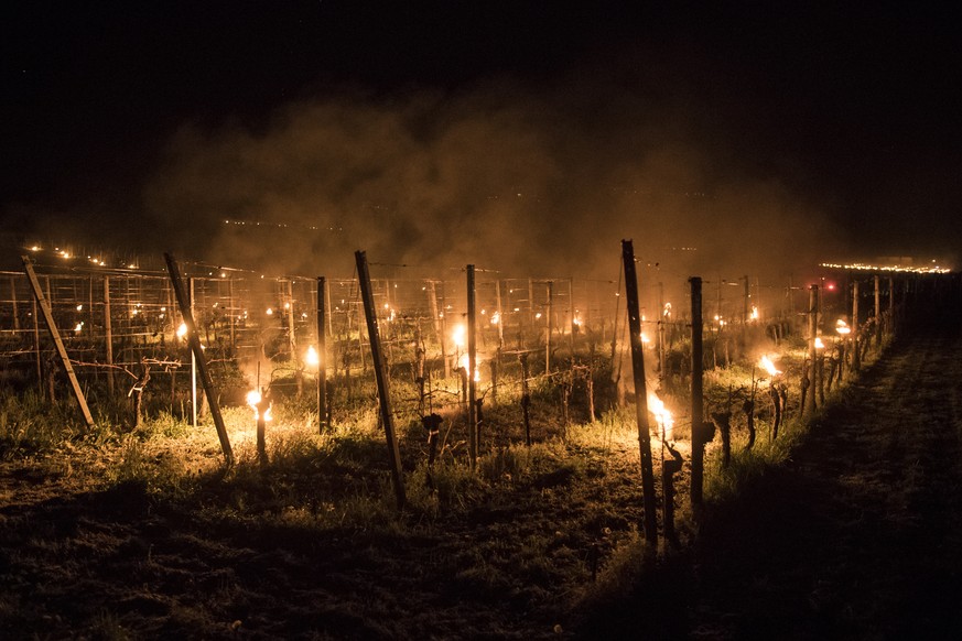 Anti-frost candles burn in a vineyard in Jenins, Switzerland, Friday, April 21, 2017. Due to unusual low temperatures wine growers try to protect their grape shoots with anti-frost candles. (KEYSTONE/ ...