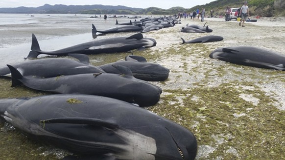 epa05782063 A handout photo made available by the New Zealand Department of Conservation (DOC) shows stranded pilot whales washed up on the beach at Farewell Spit, New Zealand, 10 February 2017. Accor ...