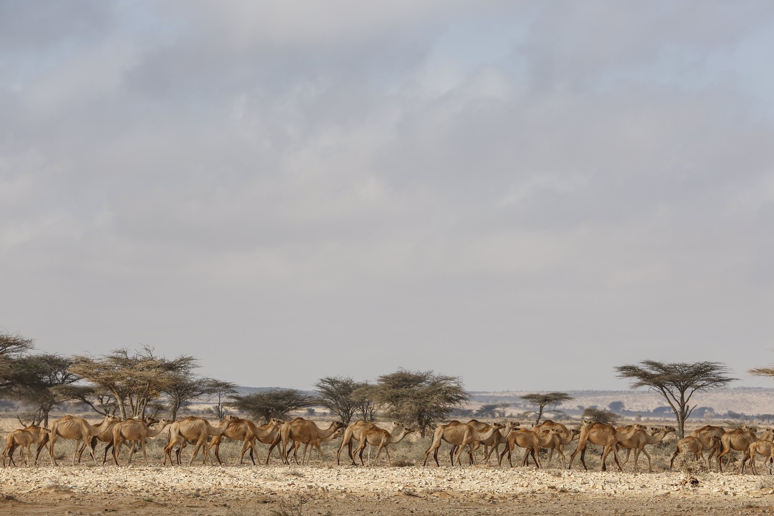 epa05873314 A photograph made available on 27 March 2017 shows a herd of camels passing by an Internally Displaced Person (IDP) camp in the outskirts of Qardho in Somalia&#039;s semi-autonomous region ...