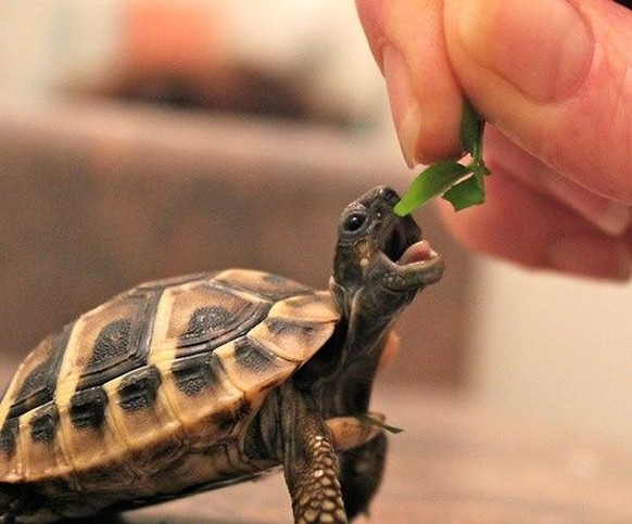 Schildkröte
Cute News
https://www.pinterest.ch/pin/AdEN4R4VLUbDFk-ZMHlUrZ3nzihpYi8ZdDdJPZnGI1E6C8bhAF8IPA8/