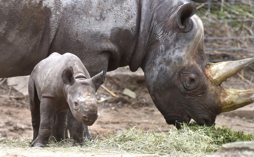 A four week old black Rhino calf makes her first public appearance at the side of her mother Azizi, at the Pittsburgh Zoo &amp; PPG Aquarium in the Highland Park section of Pittsburgh, Friday, April 1 ...