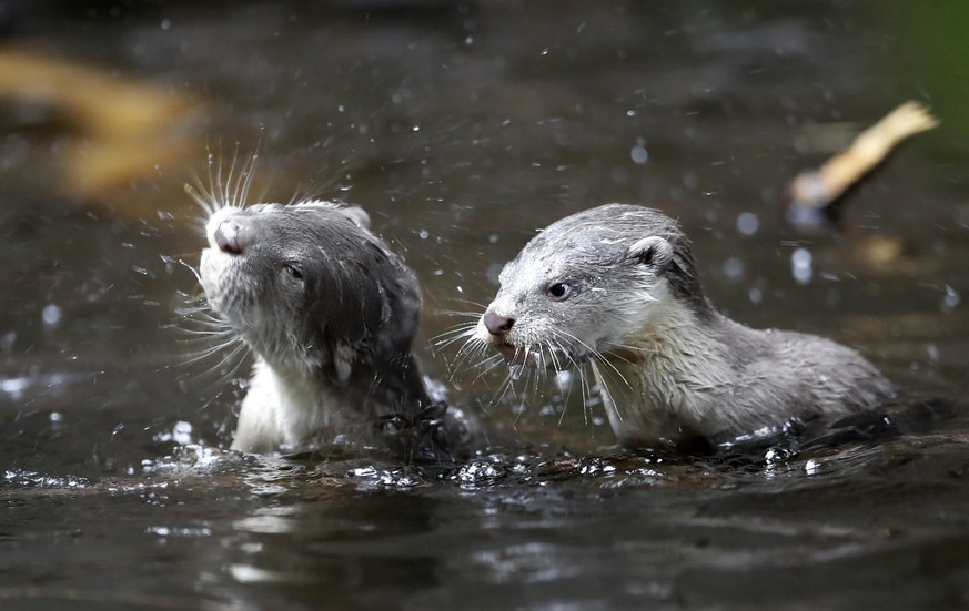 Newborn cubs of smooth-coated otters swim in their enclosure in the Prague Zoo, Czech Republic, Wednesday, March 15, 2017. Seven cubs were born in January, 2017. (AP Photo/Petr David Josek)