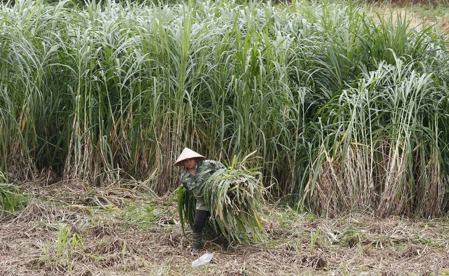 A woman carries sugar cane in Ba Vi, outside Hanoi, July 24, 2015. Three decades after Vietnam started moving away from a socialist-led farm economy towards manufacturing of big-brand textiles and ele ...