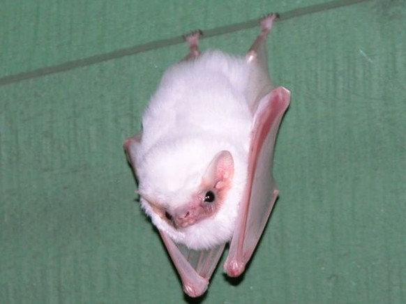 Albino-Fledermaus

https://www.pinterest.com/pin/66780006948711108/