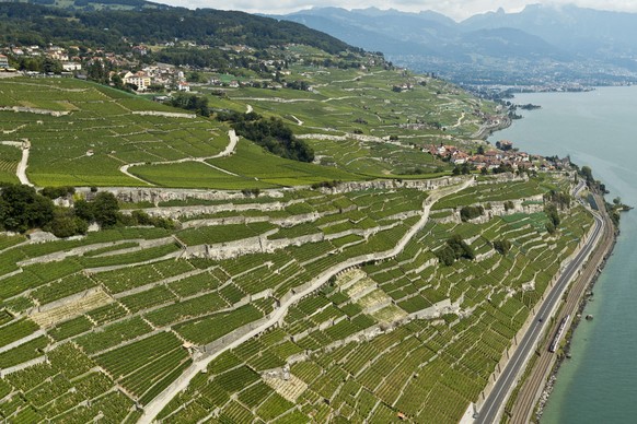 Rebberge im Lavaux am Genfersee bei Rivaz am Donnerstag, 9. August 2012. (KEYSTONE/Alessandro Della Bella)