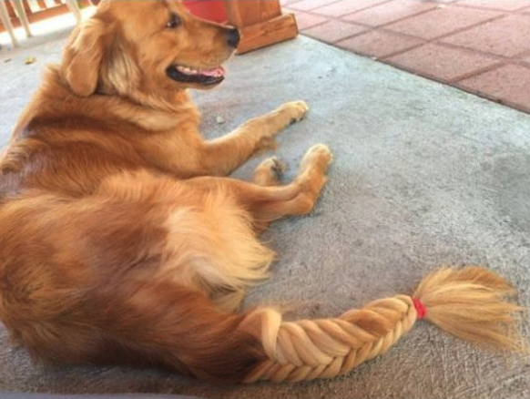 Golden Retriever mit Zopf
funnyfoto
https://funnyfoto.org/animal-tweets-23-funny-pics/10/