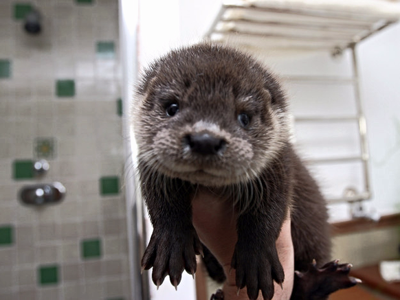 Baby Otte Otter

http://imgur.com/gallery/lp9rUfU