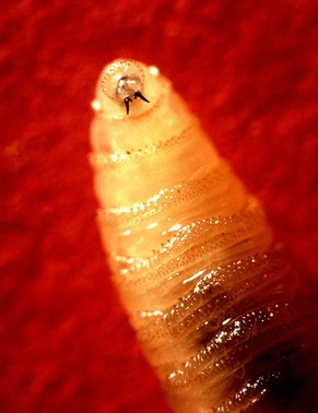 Jööö, guck mal, wie die guckt! Die Larve der&nbsp;Neuwelt-Schraubenwurmfliege geht in Südamerika gerne mal auf Kuschelkurs.