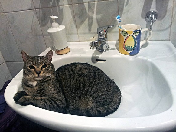 Katze im Waschbecken.

http://imgur.com/gallery/TKVbDGq