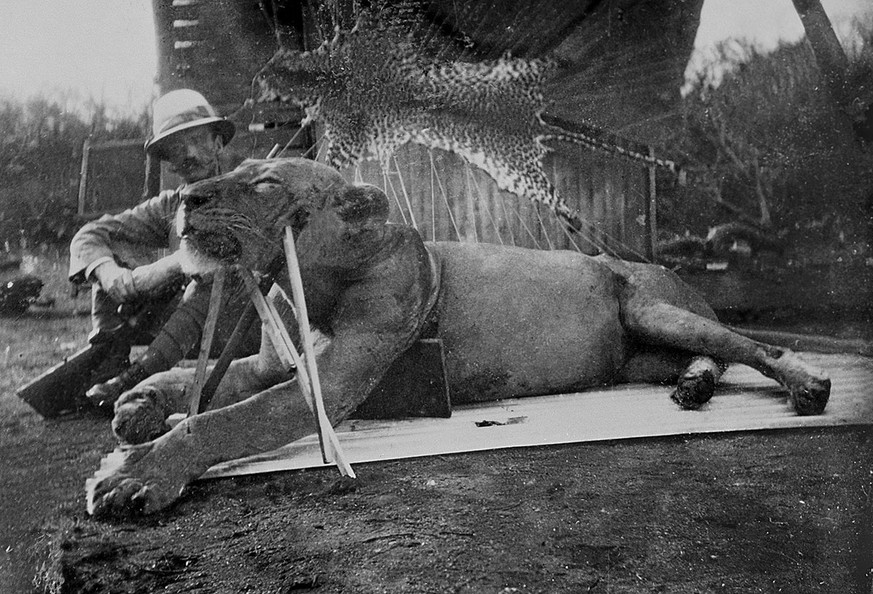 Der erste der beiden Menschenfresser-Löwen von Tsavo, erlegt von Patterson, 1898.