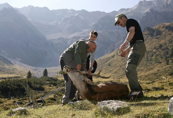 ZUM SDA-HINTERGRUNDTEXT UEBER ROTHIRSCHE IN DER SCHWEIZ STELLEN WIR IHNEN AM MITTWOCH, 6. JANUAR 2016, FOLGENDES ARCHIVBILD ZUR VERFUEGUNG - Hunters and helpers prepare a large ten pointer stag to be  ...