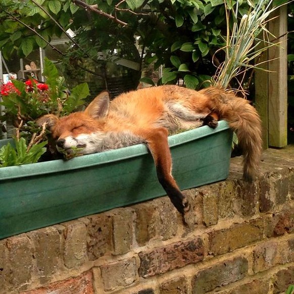 Fuchs liegt auf der faulen Haut.