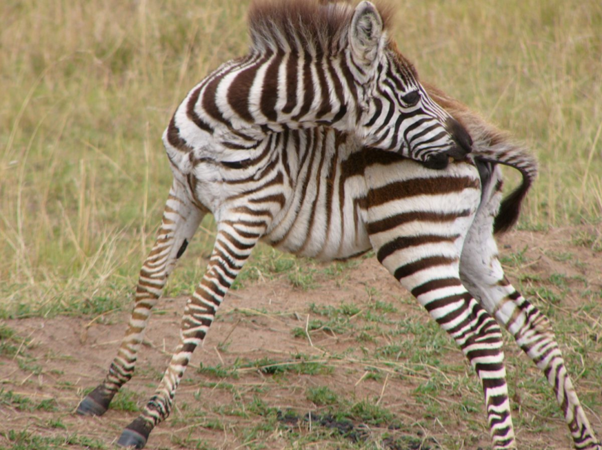 Baby Zebra
Cute News
https://pxhere.com/de/photo/993290