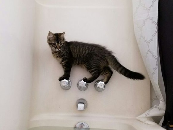 Katze Badewanne

https://www.pinterest.com/pin/646407352735971222/