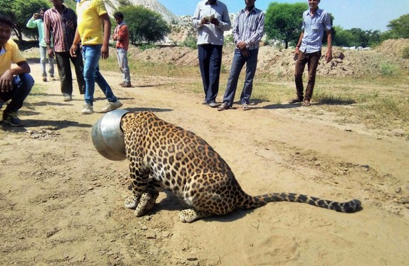 People stand around a leopard with its head stuck in a vessel in Rajsamand district of Rajasthan state, India, Wednesday, Sept. 30, 2015. The leopards head got stuck when it attempted to drink water  ...
