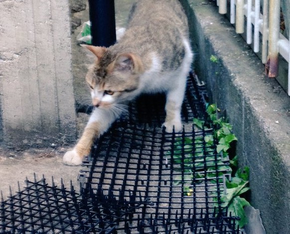 Japanische Katzen sind immun gegen Katzen-STopper
http://imgur.com/gallery/qr0OR