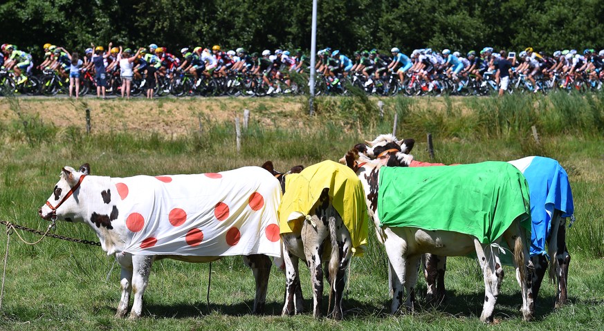 Kühe im Tour-Fieber.