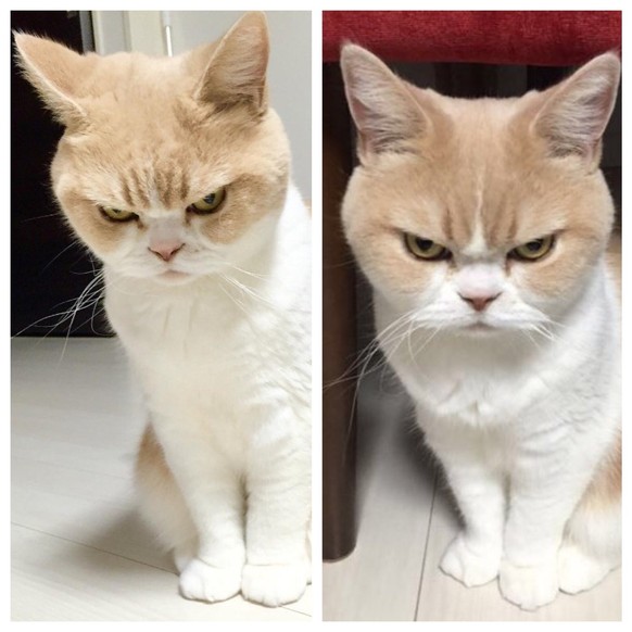 Eine normale Katze vor und nach dem Lob.