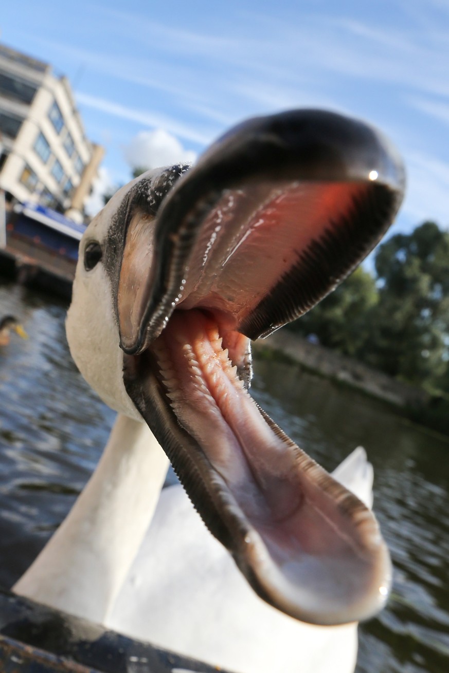 Das soll der Schwan Asboy sein.