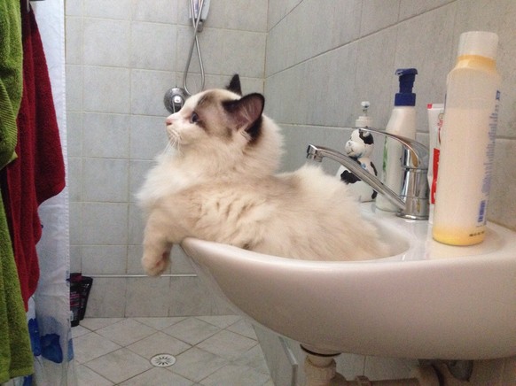 Katze im Lavabo.

http://imgur.com/gallery/CEGKrUZ