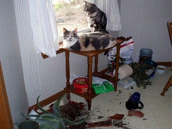 Du hast keine Beweise Katze KAtzenblick
http://www.lolriot.com/wp-content/uploads/2012/01/Cats-breaking-all-your-stuff.jpg