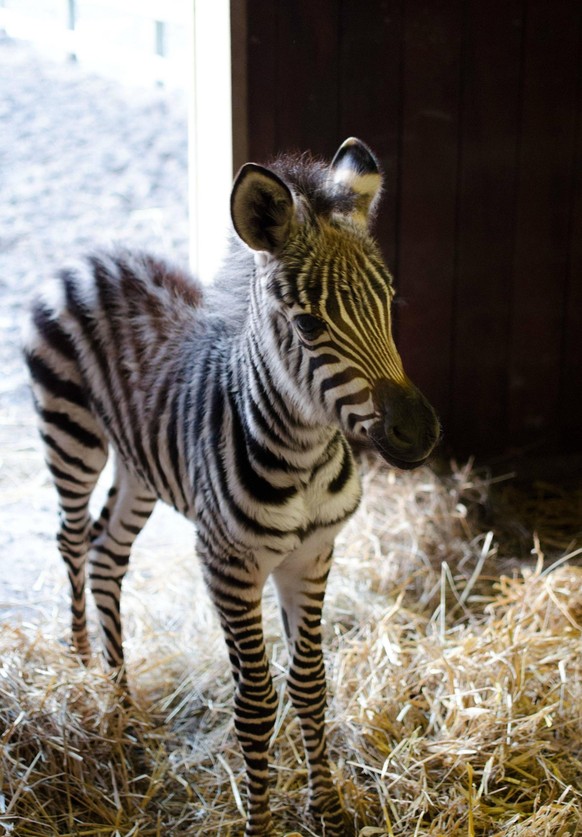 Baby-Zebra
Cute News
http://imgur.com/gallery/KKuQH