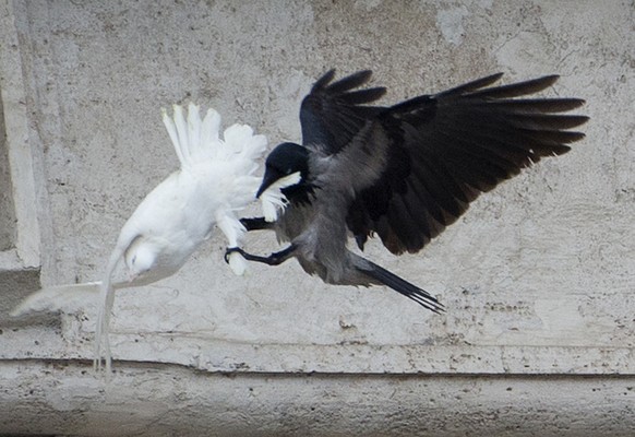 Kaum in der Freiheit droht Ungemach: Eine Krähe stürzt sich auf eine der Tauben und hackt auf sie ein.