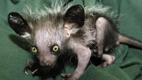 Aye-Aye

http://imgur.com/gallery/GGZ48N6