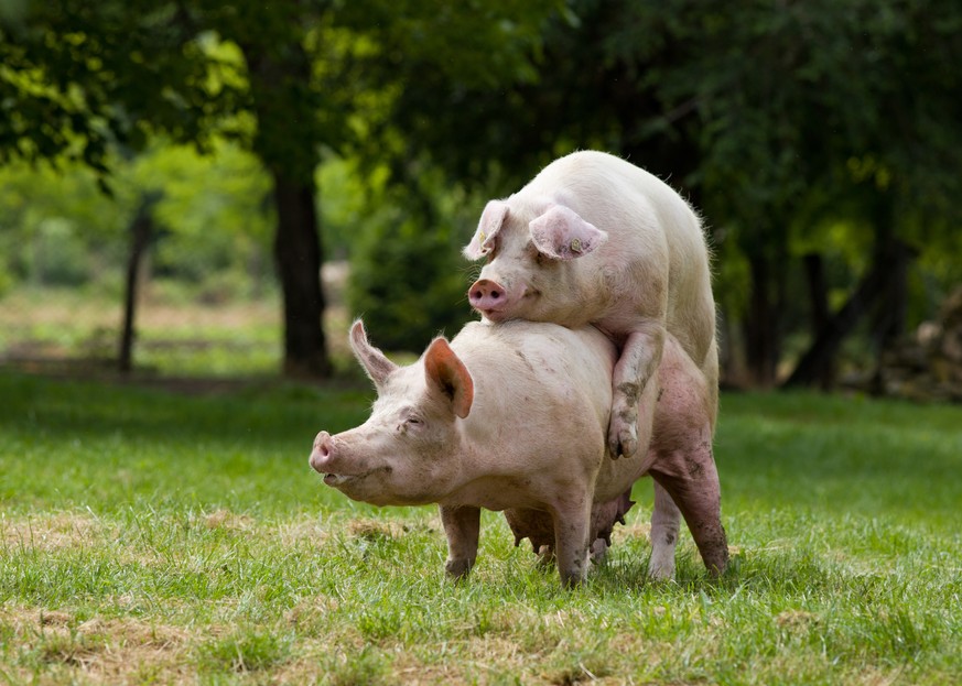 30 Minuten Orgasmus: Glückliche Schweine.&nbsp;