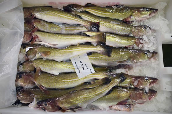 ABERDEEN, SCOTLAND - NOVEMBER 25: Cod is on display to be sold at Peterhead fish market on November 25, 2015 in Peterhead, Scotland. Recent negotiations could see an increase in North Sea fishing quot ...