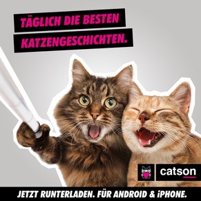 catson Werbung